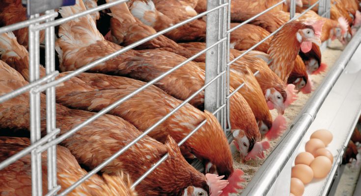 Thức ăn kích thích đẻ trứng hiệu quả cao - Gà nuôi