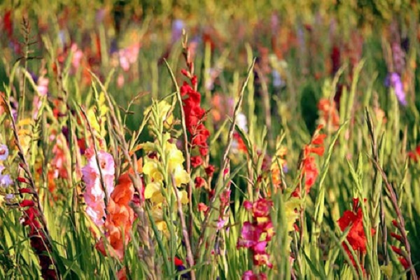 Hình ảnh hoa lay ơn