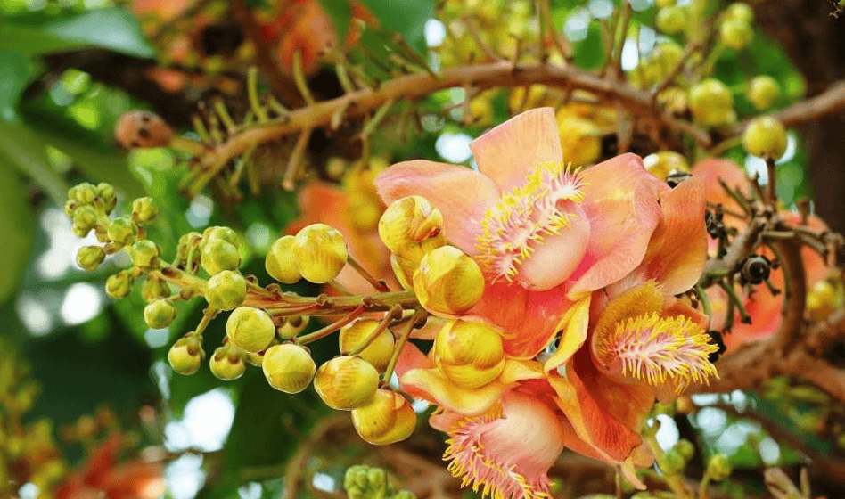 Unicorn Jade - Cây đẹp và hiệu quả cho các dự án tâm linh - Cây xây dựng để bán