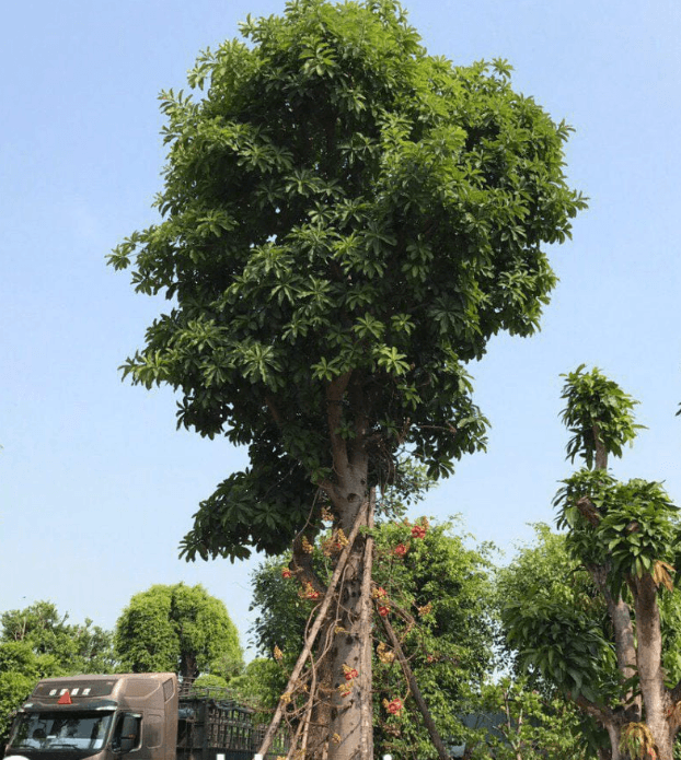 Unicorn Jade - Cây đẹp và hiệu quả cho các dự án tâm linh - Cây xây dựng để bán