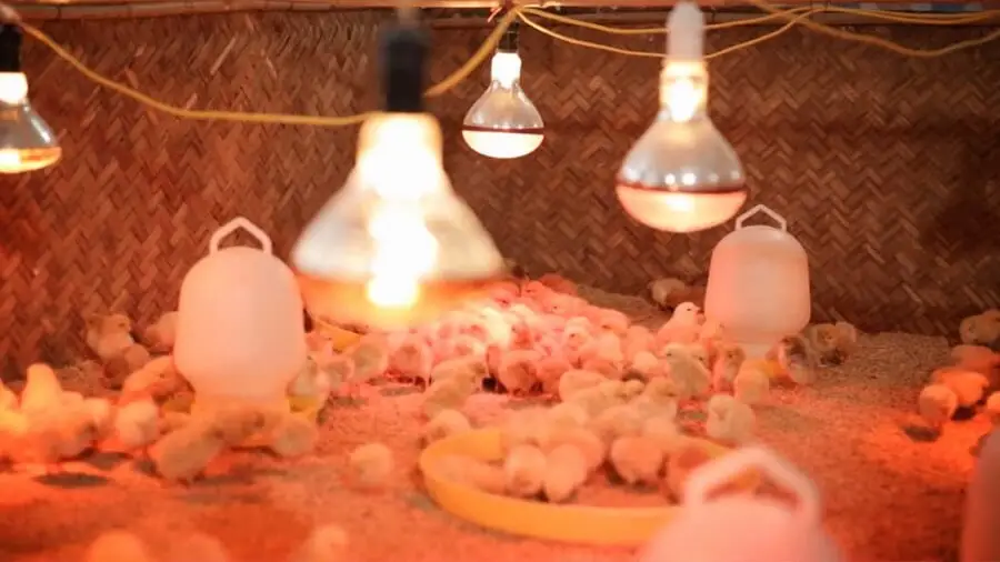 Cách Úm Gà Con Mùa Hè Bằng Đèn Sưởi