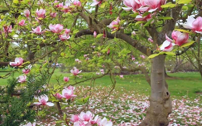 Ý nghĩa phong thủy hoa Mộc Lan và những điều cần biết