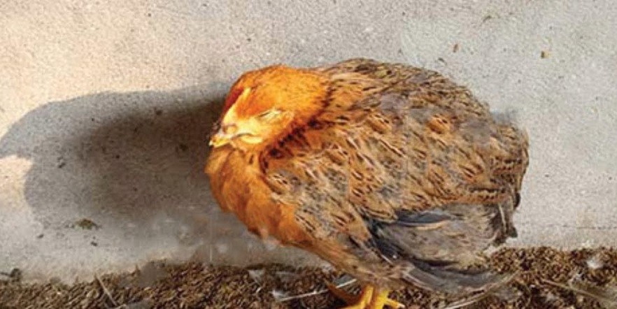 Lưu ý Khi Sử Dụng Thuốc Tẩy Giun Cho Gà, Lịch Tẩy Giun Và Cách Thực Hiện