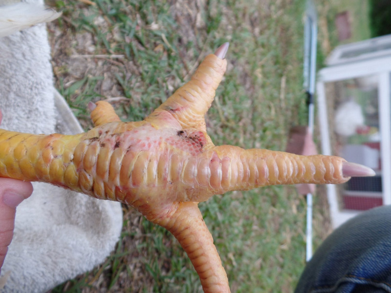 Nguyên nhân dẫn đến gà bị sưng chân và phương pháp điều trị