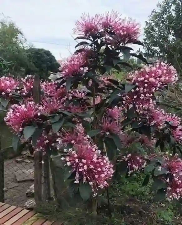 Cây hoa Thiên Phúc: Đặc điểm, công dụng, ý nghĩa và chăm sóc