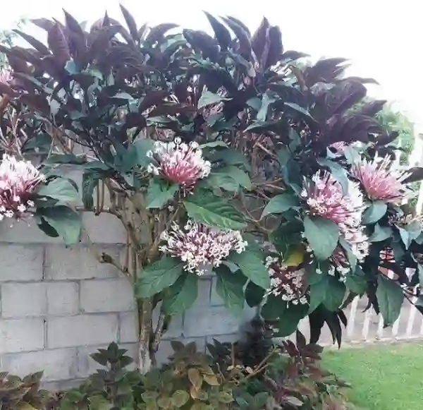 Cây hoa Thiên Phúc: Đặc điểm, công dụng, ý nghĩa và chăm sóc