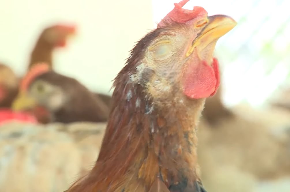 Phác đồ điều trị bệnh CRD ở gà - Gà rụt cổ khẹc mũi - Niên Giám Nông Nghiệp