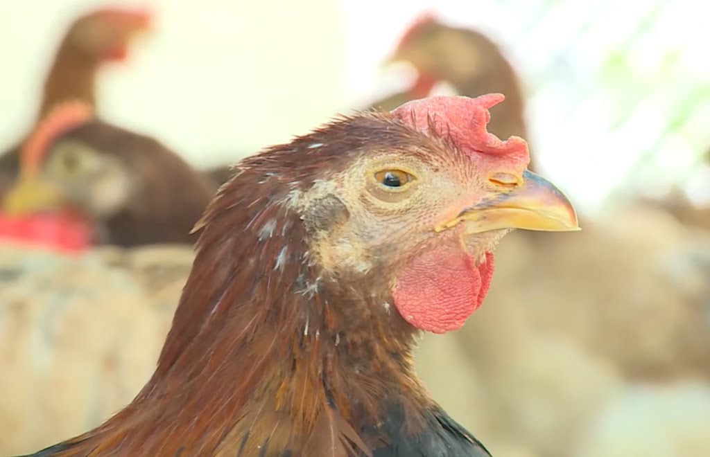 Phác đồ điều trị bệnh CRD ở gà - Gà rụt cổ khẹc mũi - Niên Giám Nông Nghiệp