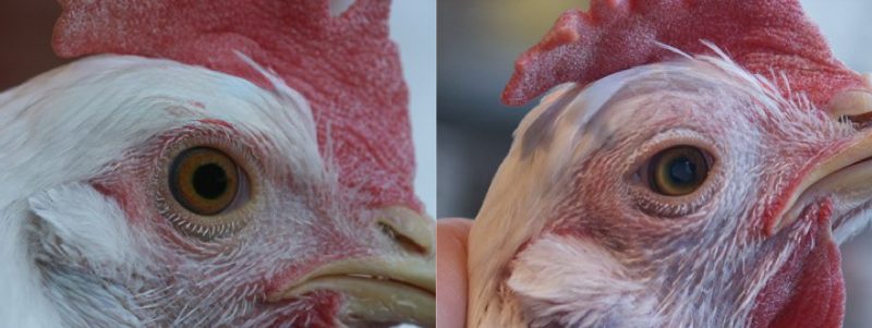 BỆNH VIÊM NÃO TUỶ TRÊN GIA CẦM - Công ty CP Thiên Quân