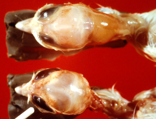 BỆNH VIÊM NÃO TUỶ TRÊN GIA CẦM - Công ty CP Thiên Quân