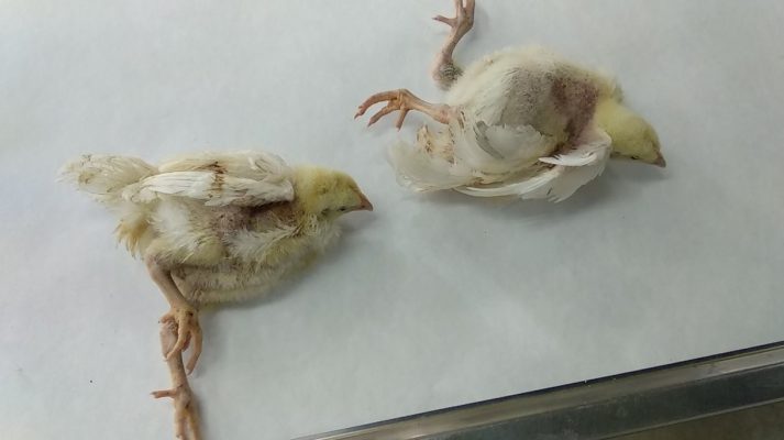 BỆNH VIÊM NÃO TUỶ TRÊN GIA CẦM - Công ty CP Thiên Quân