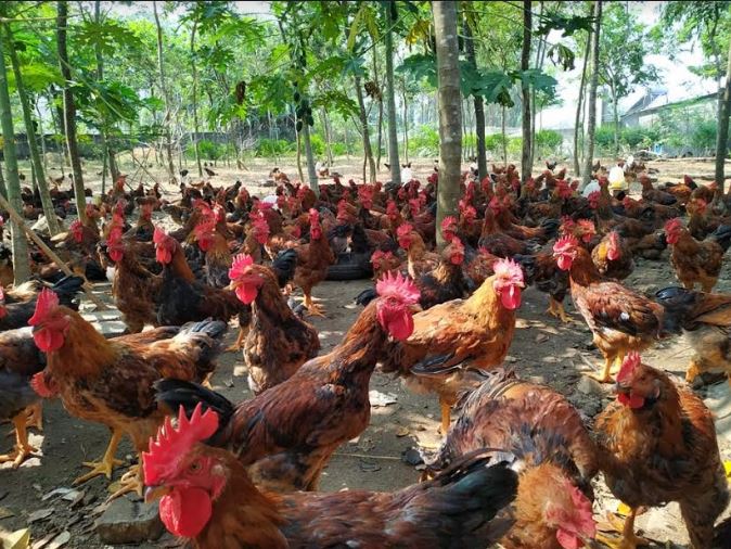 Nuôi gà trống làm giống hiệu quả