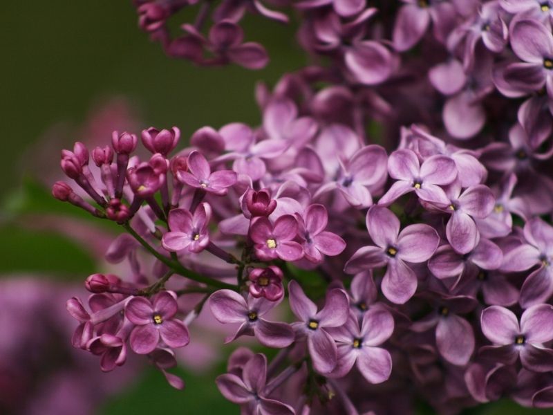 Ý nghĩa của hoa Tử Đinh Hương trong từng nền văn hóa