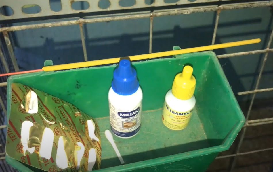 Kinh nghiệm phòng & chữa bệnh Đậu Gà - Niên Giám Nông Nghiệp