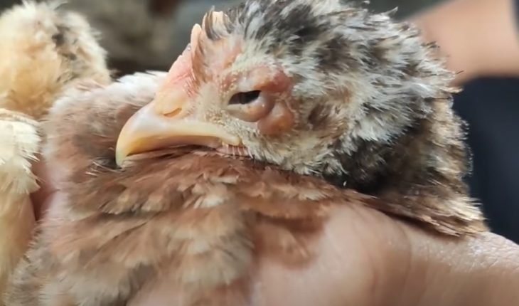 Kinh nghiệm phòng & chữa bệnh Đậu Gà - Niên Giám Nông Nghiệp