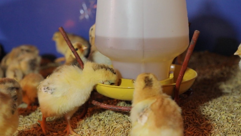 Nguồn thức ăn cho gà chọi mới nở