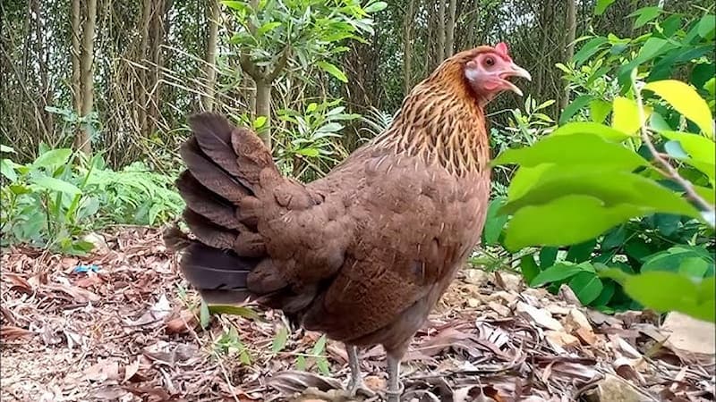 Khám phá tập tính sinh hoạt và tính cách của gà rừng mái