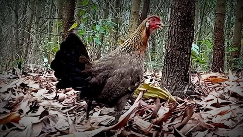Phân tích chi tiết đặc điểm ngoại hình của gà rừng mái